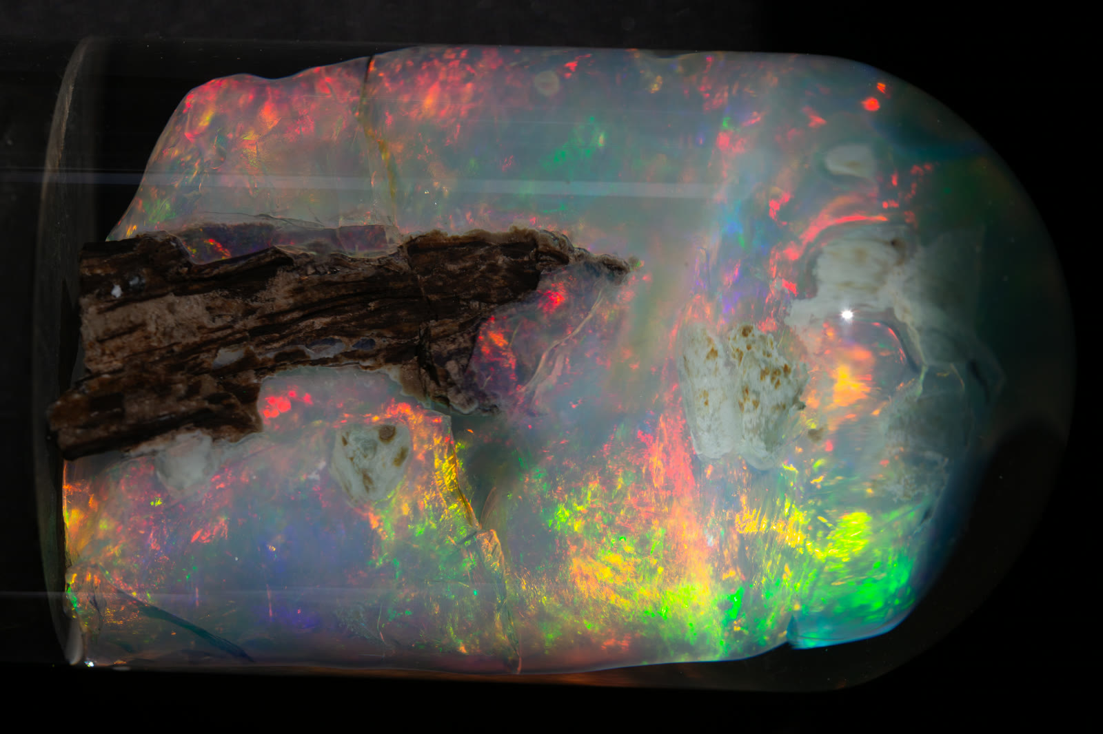 A large Virgin Valley crystal opal photographed through its water dome — full-spectrum green, orange, and red fire, with a dark streak of petrified wood still embedded in the center.