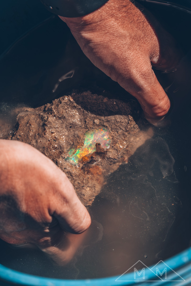 Hands washing the rock in a bucket of muddy water, the opal blazing green and orange through the murk.