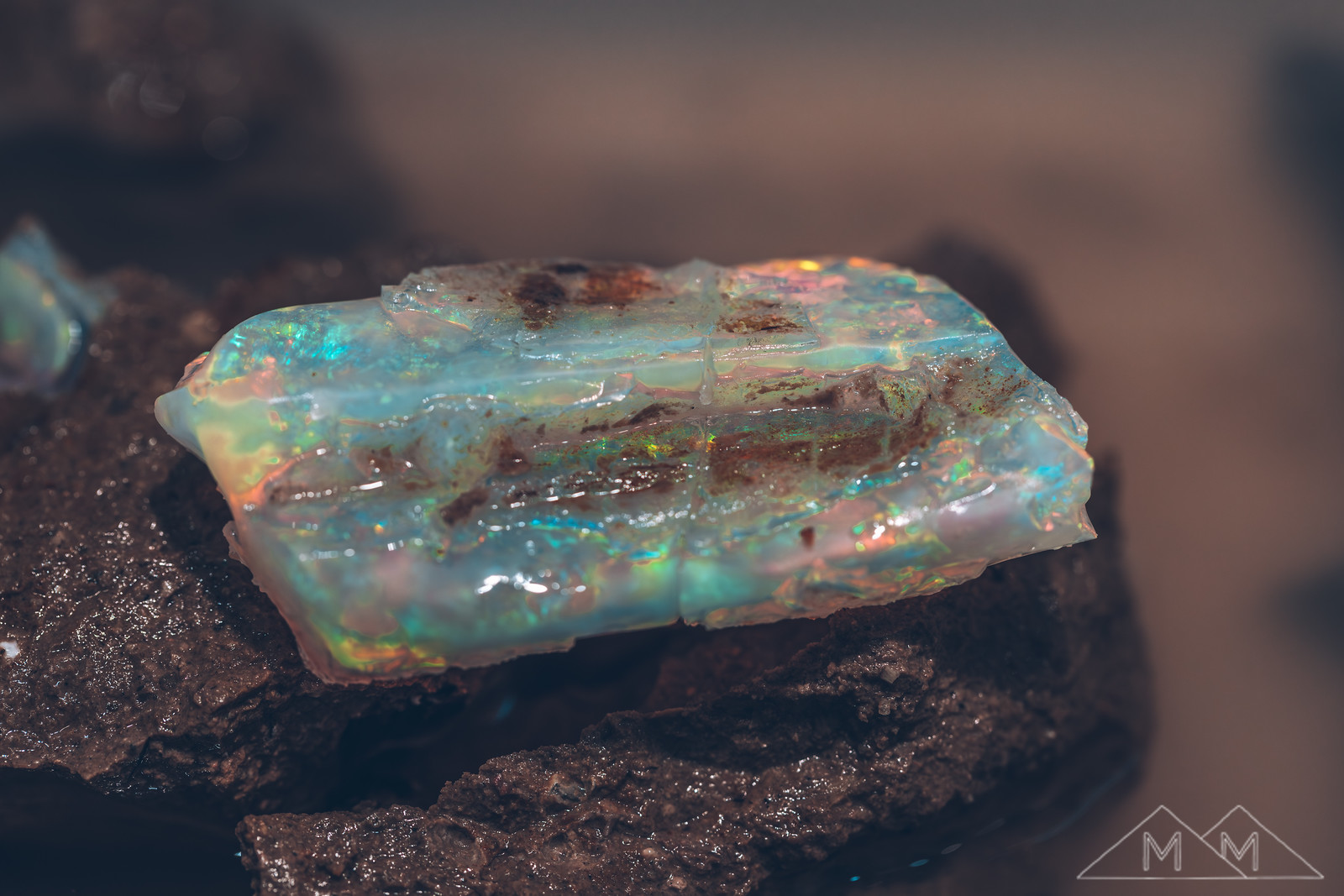 A wet crystal opal slab fresh from the wash bucket at Rainbow Ridge, blue, green, and orange play-of-color on dark wet rock.