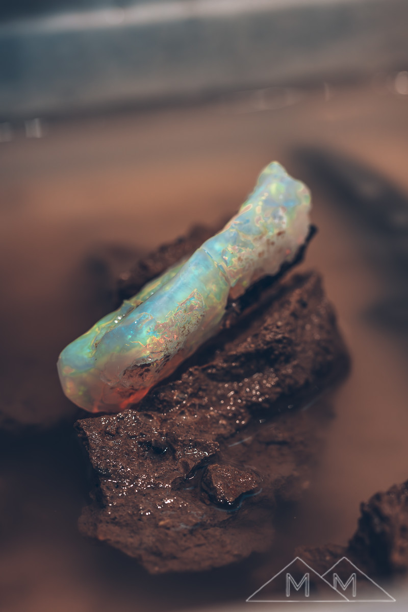 A long opalized limb cast on wet dark rock in milky wash water, pale blue with flashes of green and orange.